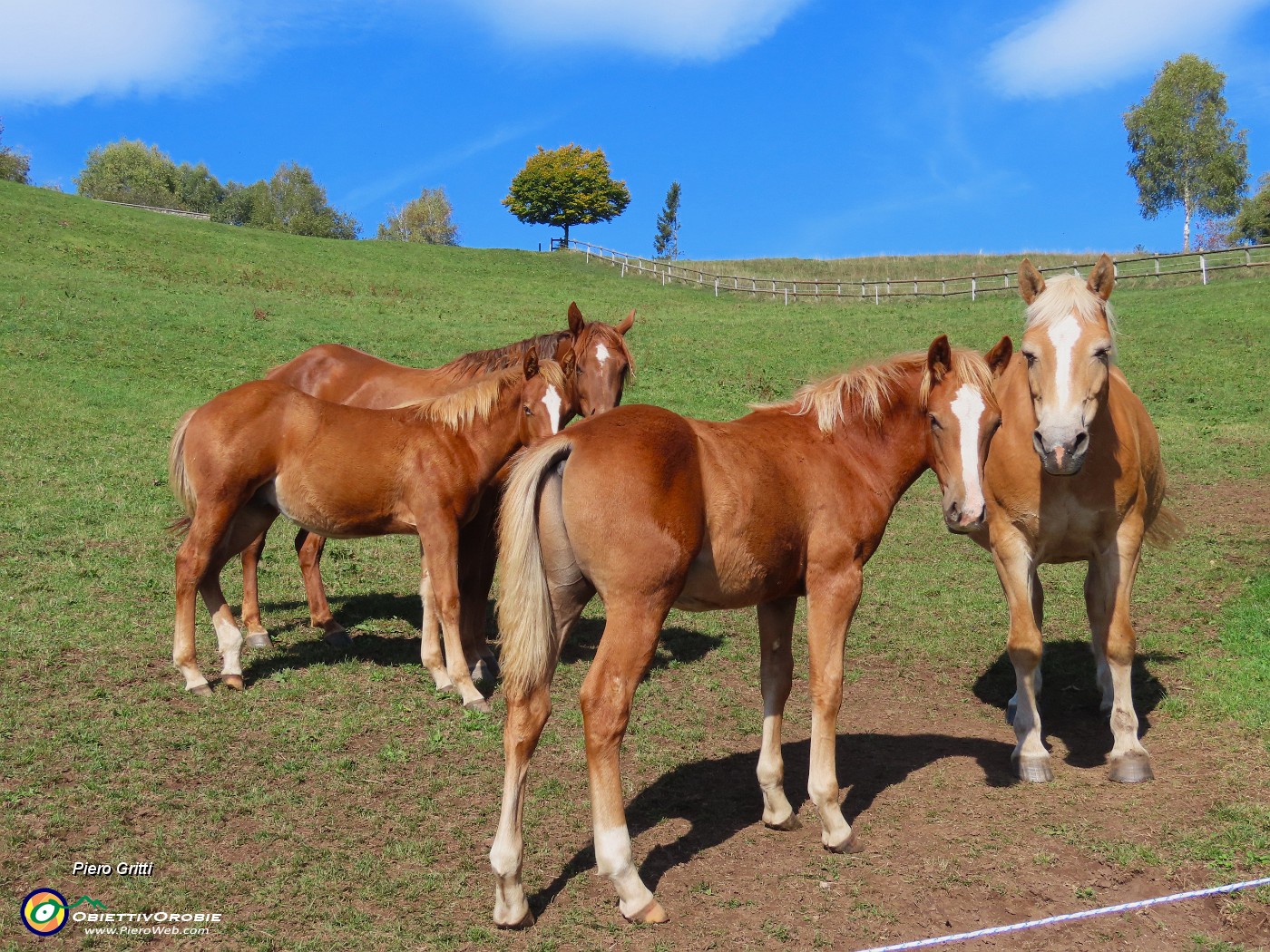 07 Famiglia di cavalli al pascolo.JPG
